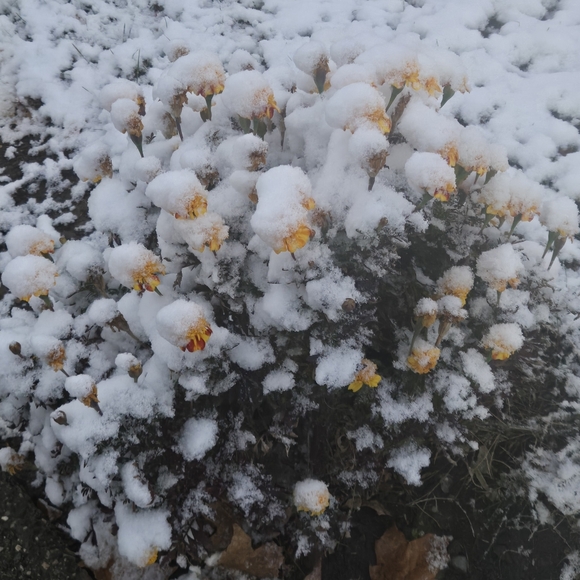 ⚾️⚾️ PLEASE.... no low balling... - Picture 16 of 16